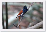 14SerengetiDayGameDrive - 142 * African Paradise-flycatcher.